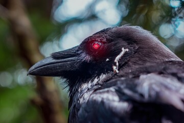 Obraz premium close up of a black bird