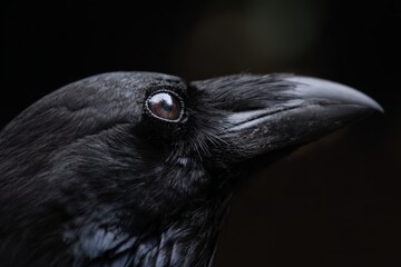 Obraz premium close up of a raven