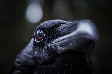 Obraz premium close up of a crow
