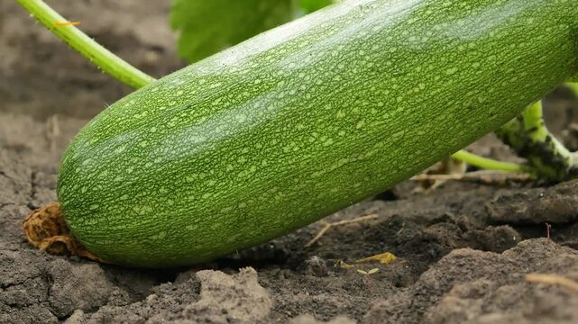 Large ripe zucchini squash lying in a garden bed. Concept of growing and harvesting organic vegetables. Healthy eating, home gardening, and natural food production.