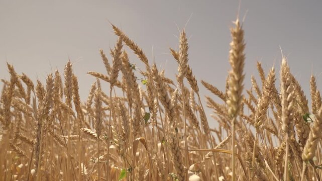 golden wheat field, agriculture, wheat flour business, grain products, eco, farm land, growing rye on plantation, land with grown ears of growing whole grain for grinding.