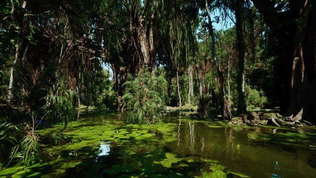 Emerald reflective wetlands with dense trees and algae mats, poet imagined sitting on mossy bank composing lines inspired by still water, shaded canopy,