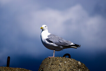 mewa na tle chmur © matesiak