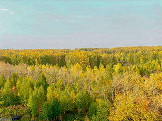 Fototapeta premium Aerial view of autumn forest with yellowed trees and blue sky