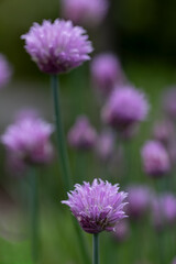 Fototapeta premium Chive blossoms (Allium schoenoprasum) blooming in a vibrant herb garden