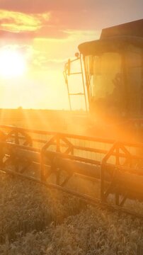 Combine harvester working on the wheat field at sunset, low angle view - close up, slow motion. Beautiful rural summer landscape. Food production, agriculture concept.