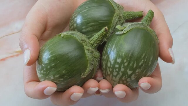 Hands picking eggplants, healthy Thai vegetable