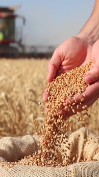 Wheat grains in the hands of a successful young farmer after a good harvest. Agricultural machinery combine harvester working in the background. Slow motion, close up