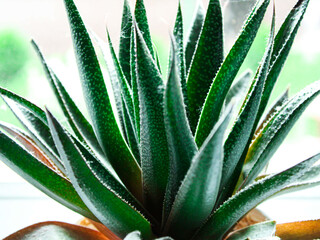 aloes © matesiak
