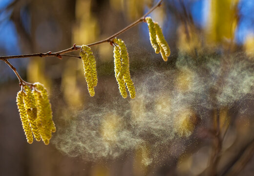 A lot of golden pollen sprays the buds of birch and alder trees in the spring park, causing severe allergies