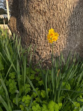 Narcissus tazetta, commonly known as paperwhite daffodil, is a spring-blooming bulb with bright yellow petals and a vivid orange corona, captured in natural sunlight in a lush green meadow.