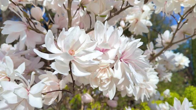Magnolia x loebneri 'Wildcat' with white double flowers in a spring garden.