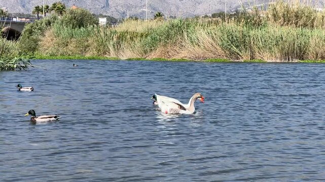Seguimiento de cisnes nadando en el humedal