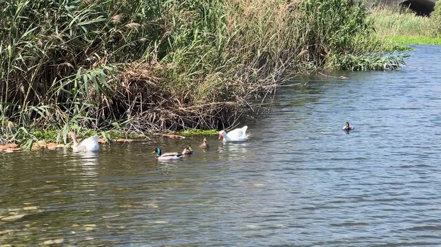 Plano medio de cisnes y patos interactuando en el humedal