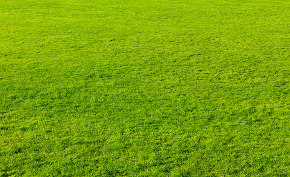 Green grass texture background