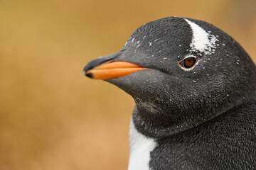 Close up portrait of a gentoo penguin with sharp eye detail, soft natural light and blurred warm background, Falkland Islands © Martin Mecnarowski