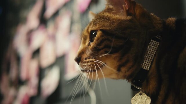 Cat shelter, home for pets, Adoption center, rescue for the animals, woman is distributing food to a group of cats in a shelter