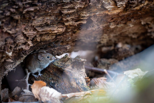 Tiny wood mouse Apodemus sylvaticus peeking out from under a fallen tree trunk