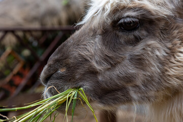 Fototapeta premium Close-up of a llama eating grass