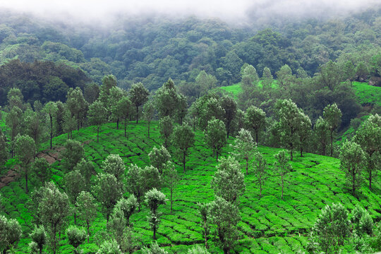 Tea plantations in Munnar, Kerala, India in the middle of western ghats
