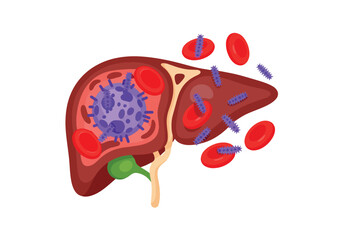Fototapeta premium Human liver anatomy showing malaria parasite infection cycle with red blood cells and microscopic virus illustration for medical science education.