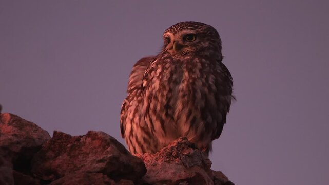 little owls, Athene noctua, on stone wall in warm evening light 897
