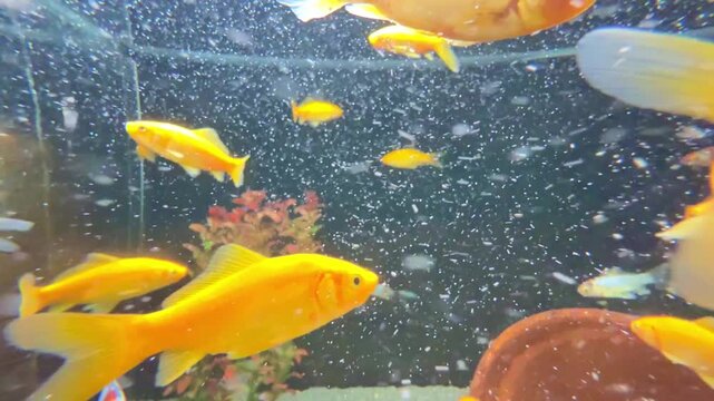Diverse group of goldfish including Shubunkin and Comet swimming in home aquarium. Group of bright gold fish swimming in a freshwater aquarium with bubbles.