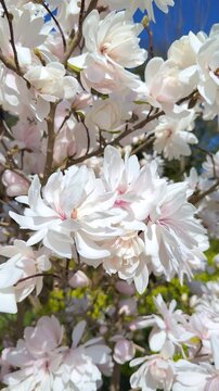 Magnolia x loebneri 'Wildcat' with lush white double flowers in a spring garden, vertical video