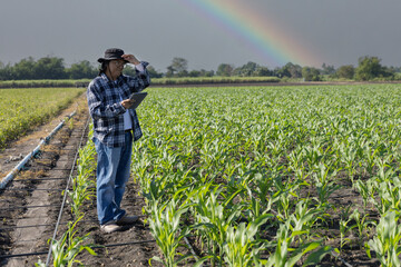 Farmer uses digital tablet for analyse and check corn plants at field. Modern agribusiness....
