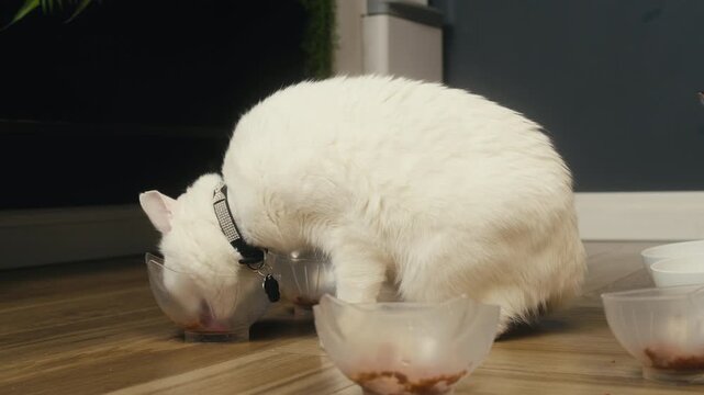 Cat shelter, home for pets, Adoption center, rescue for the animals, woman is distributing food to a group of cats in a shelter