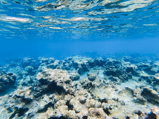 Bleached and dead coral reef underwater in the Red Sea showing signs of environmental damage and climate change impact. © Dmitri