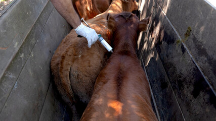 Veterinarian administering medication to calves for livestock health © Fernando