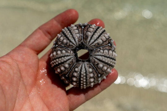 Tanzania, Zanzibar, Nyange Island - 4 December 2025 - The geometric perfection of a sea urchin shell found on a beautiful sandy beach