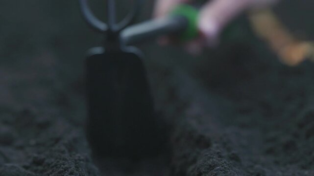 Gardener's hands prepare soil with a hand cultivator for planting seeds or bulbs