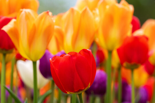 A Red Tulip against a field of yellow, purple and white ones
