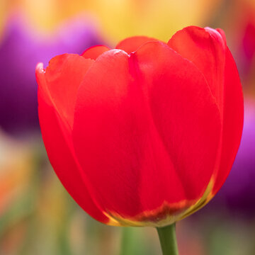 A single red tulip against a field of other colors