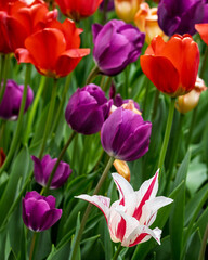 Naklejka premium A single lady tulip in Red and White stands out among the colors