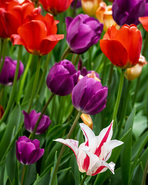 A single lady tulip in Red and White stands out among the colors