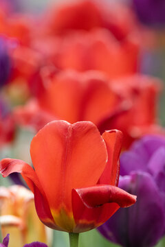 A Red Tulip against a field of red, purple and white ones