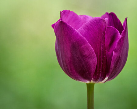 Lone Purple Tulip