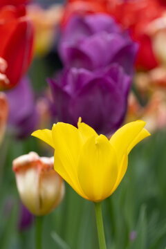 A Yellow Tulip against a field of red, purple and white ones
