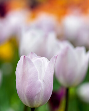 White Tulip in a field of white and orange