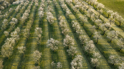 Fototapeta premium Aerial view of full bloom white and pink color almond trees blossom blooming during springtime in orchard