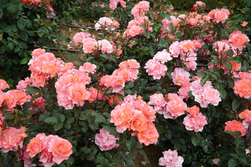 Fototapeta premium Pink roses are symbols of love