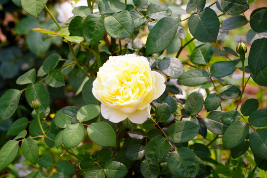 Yellow roses