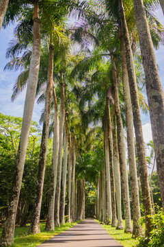palm avenue in tropical botanical garden of Mauritius