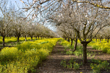 Fototapeta premium View through almond tree branches of a blooming orchard field with yellow wildflowers.