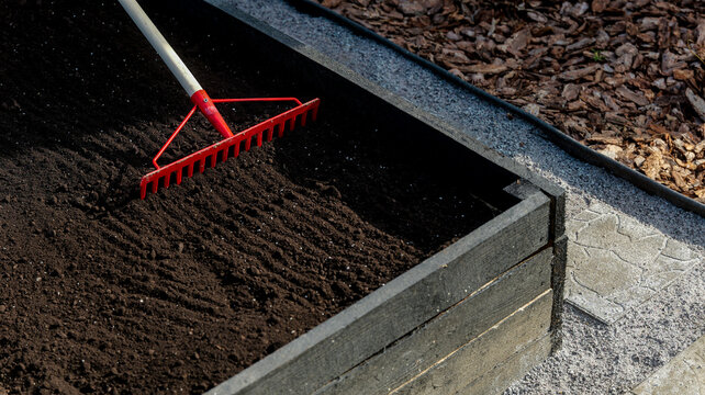 Gardener uses red rake to level dark soil in a raised garden bed