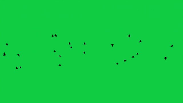 Black Bird Flock Silhouette Swarm Flyby 5 Shots Cinematic Overlay VFX Green Screen