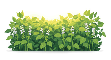 Soybean field with white flowers and green leaves, agriculture, sunny day, fresh produce © rahma